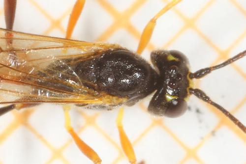 Réf. 244 718 : Agrypon sp.